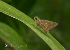 Borbo cinnara