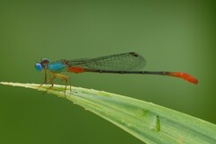 Ceriagrion cerinorubellum