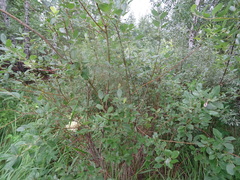 Salix bebbiana