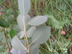 Salix bebbiana