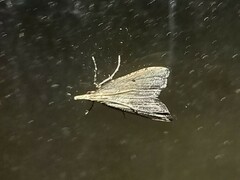 Diplopseustis perieresalis