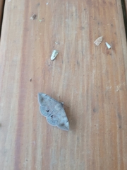 Anticarsia gemmatalis