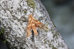 Smerinthulus mirabilis