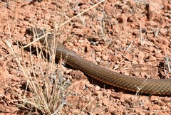 Pseudonaja textilis