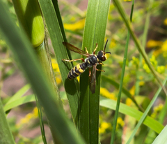 Cerceris clypeata