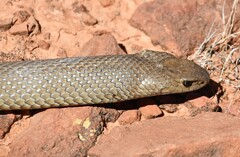 Pseudonaja textilis