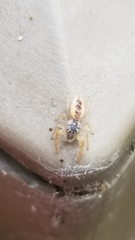 Hentzia mitrata