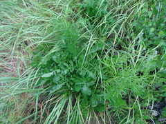 Centaurea scabiosa integra