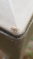 Hentzia mitrata