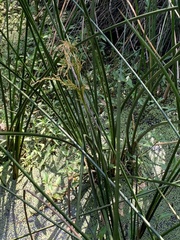 Machaerina articulata