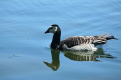 Branta leucopsis