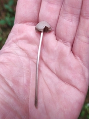 Mycena galopus
