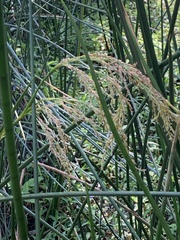 Machaerina articulata