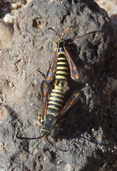 Bembecia ichneumoniformis