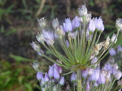 Allium angulosum