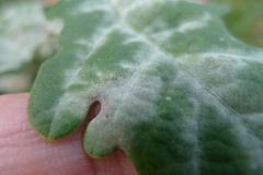 Erysiphe alphitoides
