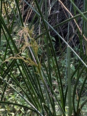 Machaerina articulata