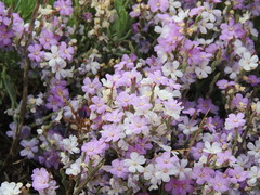 Limoniastrum monopetalum