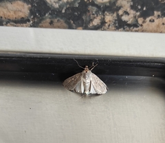 Spodoptera exigua
