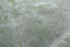 Erysiphe alphitoides