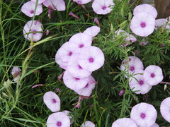 Convolvulus althaeoides