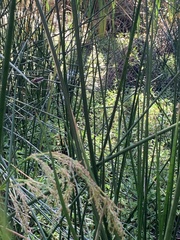 Machaerina articulata