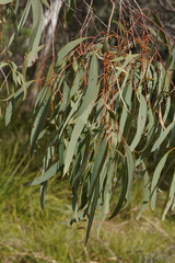 Eucalyptus bridgesiana