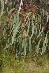 Eucalyptus bridgesiana