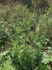 Bidens subalternans