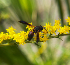 Pachodynerus erynnis