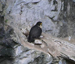 Falco peregrinus macropus