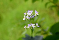 Exacum tetragonum