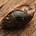 Ophicardelus ornatus - Photo (c) Bruno Bell, alguns direitos reservados (CC BY-NC), uploaded by Bruno Bell
