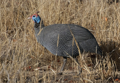 Numida meleagris mitratus