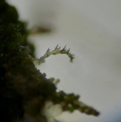 Cephaloziellaceae