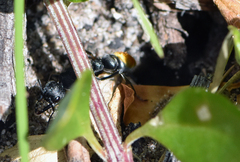 Myrmecia mandibularis