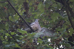 Columba palumbus palumbus