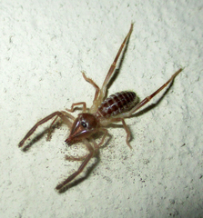 Solifugae