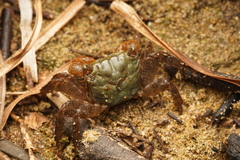 Parasesarma erythodactylum