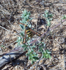 Bembecia ichneumoniformis