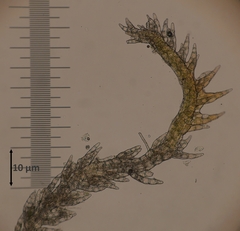 Cephaloziellaceae