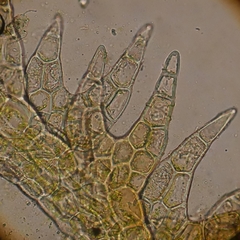 Cephaloziellaceae
