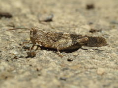Oedipoda coerulea