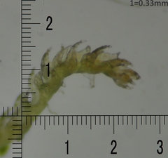 Cephaloziellaceae