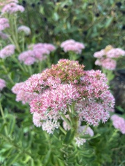 Hylotelephium maximum × spectabile