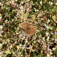 Hyponephele lycaon