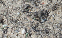 Sphingonotus azurescens