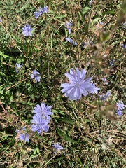 Cichorium