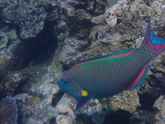 Cetoscarus ocellatus