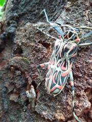 Acrocinus longimanus